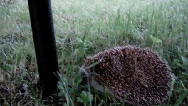 #Ёжики санитары ваших #пасек, за одно детишки посмотрят ? смотреть онлайн