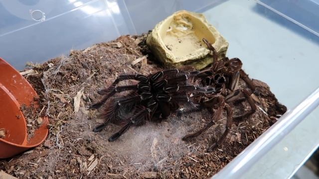 My Goliath Bird Eater Tarantula Moulted! Theraphosa stirmi смотреть онлайн