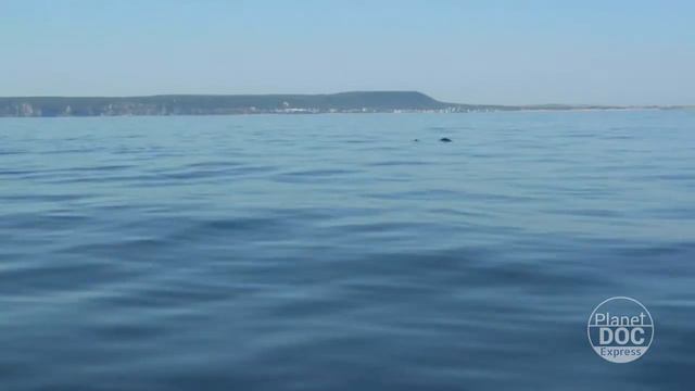 Ocean Predators | Planet Doc Express Documentaries смотреть онлайн