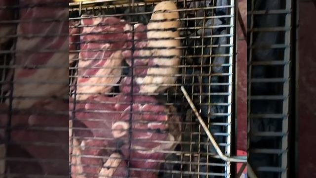 Стейки из баранины за 15 мин смотреть онлайн