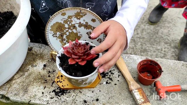 transplante de echeveria black prince a maceta decorativa смотреть онлайн