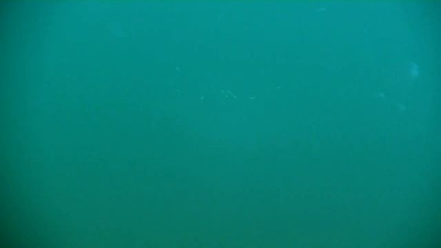 Saltwater fly fishing for Bass - Summer sessions смотреть онлайн