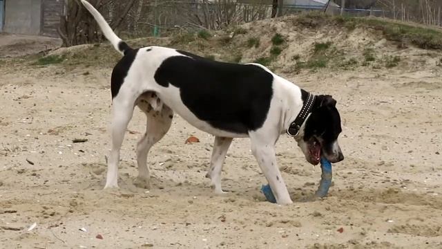 АПБТ Маракеш (Даня) 15 мес. 20 апреля 2014г. смотреть онлайн