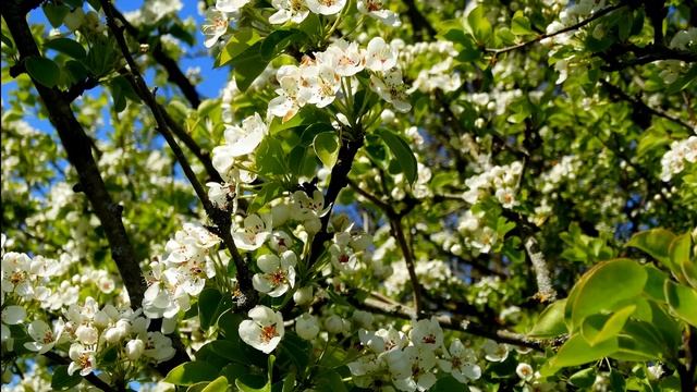 Щебетание птиц весной для расслабления, отдыха и сна. Звуки природы. Пение птиц для сна. смотреть онлайн