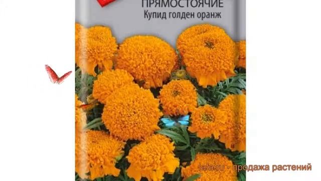 Бархатцы прямостоячая Купид голден оранж ? обзор: как сажать, семена бархатцев Купид голден оранж