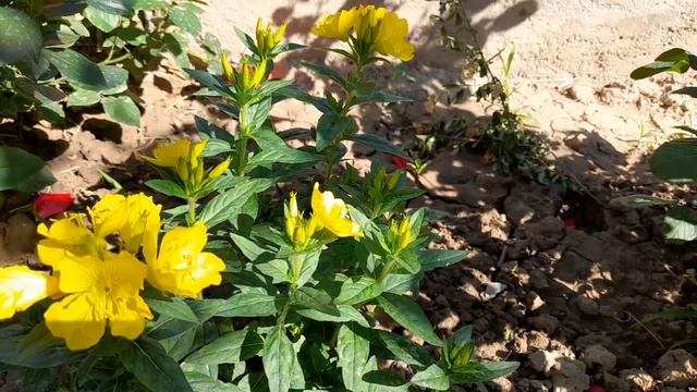 Тус жору. ❤ ? ? смотреть онлайн