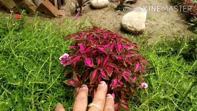 ?COLEUS JUNGLE LOOK/?MY SUMMER GARDEN/Tips To Make Your Garden Beautiful? By Growing COLEUS