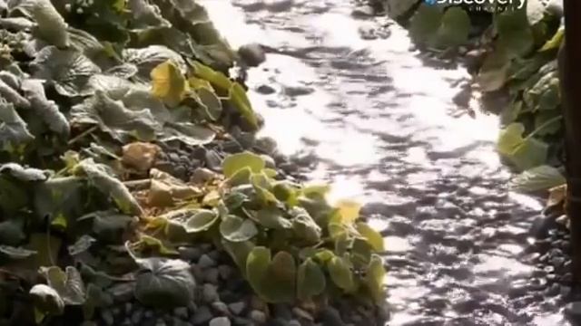 Как делают Васаби смотреть онлайн