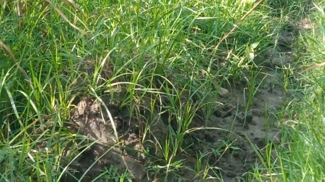 Beautiful butterflies orange colour nicely смотреть онлайн