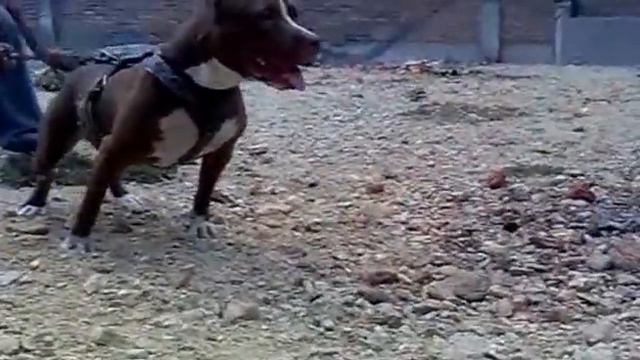 Pitbull vs Pantera.mp4 смотреть онлайн