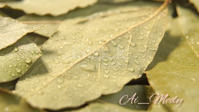 Лавр жапырағының адам денсаулығына пайдасы/Польза лаврового листа для здоровья человека смотреть онлайн