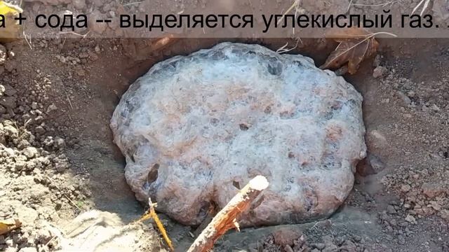 Щелочная или кислая почва. Хвощ как индикатор кислотности. YouTube. смотреть онлайн