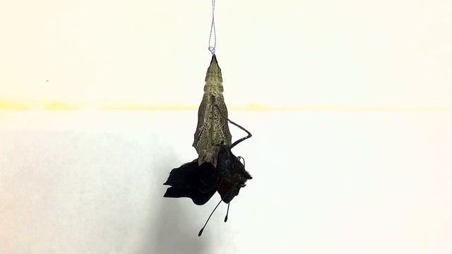 Превращение куколки в бабочку/PUPA DEVELOPS INTO A BUTTERFLY PART 2 смотреть онлайн