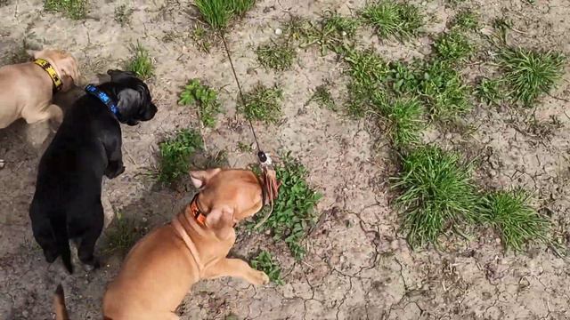 Щенки питбультерьера первый раз играют с удочкой. 6 недель. Питомник Dognik Bulls смотреть онлайн