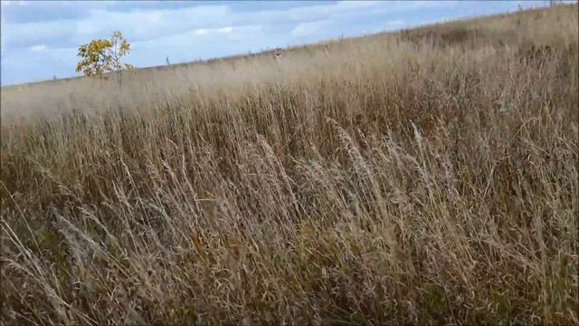 Не много копа и зарытый нами клад с посланием. Коп в Башкирии.Whites TreasureMaster. смотреть онлайн