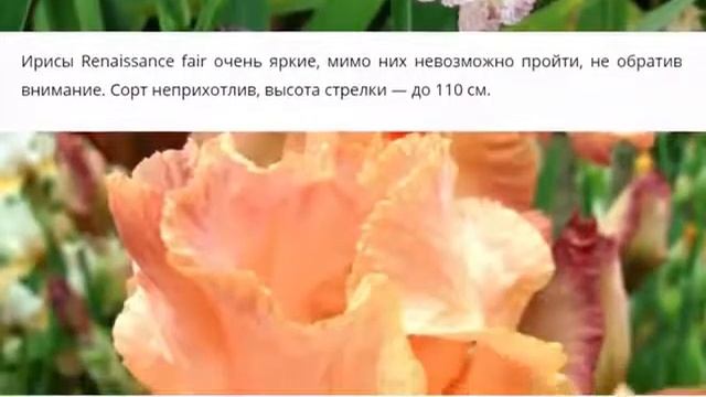 Такие разные касатики: 47 лучших сортов ирисов фото. смотреть онлайн