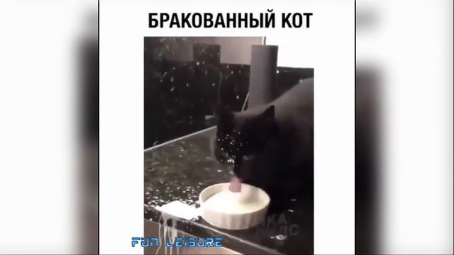 Приколы с Животными #12 😸 Ты Меня Снимаешь? 😸 Подборка смотреть онлайн