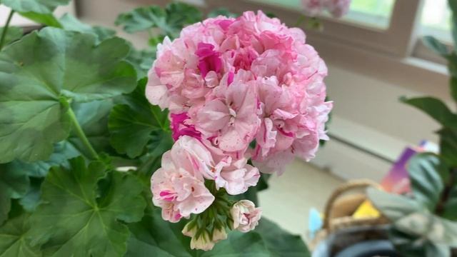Pelargonium Pink Newport - 핑크 뉴포트