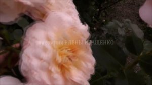 Зимостойкая и ПРОВЕРЕННАЯ роза Шлосс Ойтин (Schloss Eutin). Питомник ЕЛЕНЫ ИВАЩЕНКО