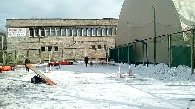 Шел, профи с сюрпризом, Колли-шелти-игры 01.04.18 смотреть онлайн