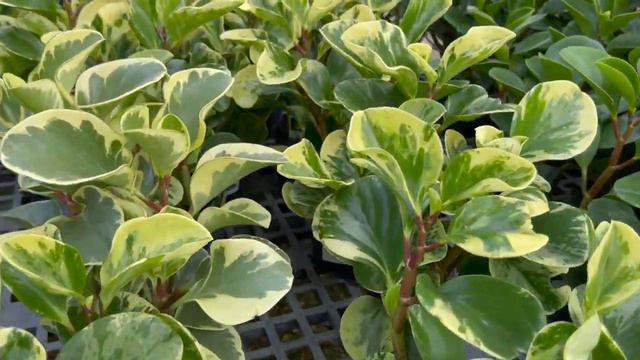 Plant Shopping at Mama's Garden Center in Key West, Florida a Tropical Paradise смотреть онлайн