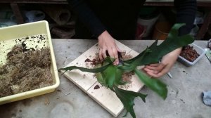 Оленьи рога из живого папоротника ? ПЛАТИЦЕРИУМ ОЛЕНЕРОГИЙ ? Озеленение интерьера