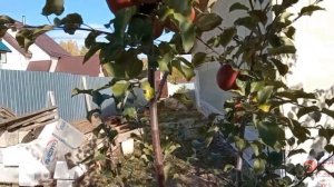 Яблоня Алеся