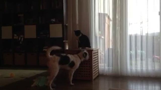 Kromfohrlander v Cat смотреть онлайн