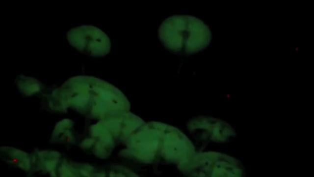 Glow in the dark mushrooms смотреть онлайн