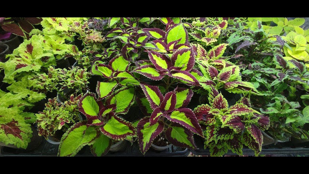 Обзор шикарной коллекции колеусов.Более 170 сортов с названиями. Что будет в продаже на весну 2024. смотреть онлайн