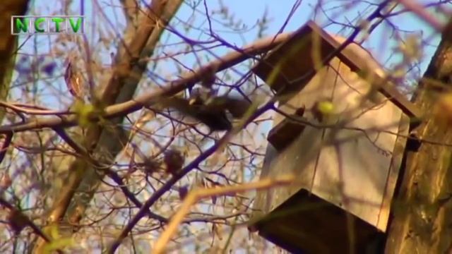 Скворцы поют весна смотреть онлайн