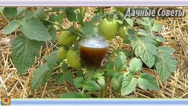 Что нельзя делать во время созревания помидоров. Ошибки при выращивании томатов смотреть онлайн