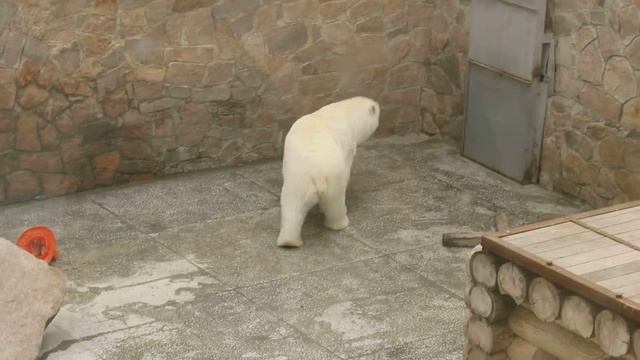 Танец белого медведя смотреть онлайн