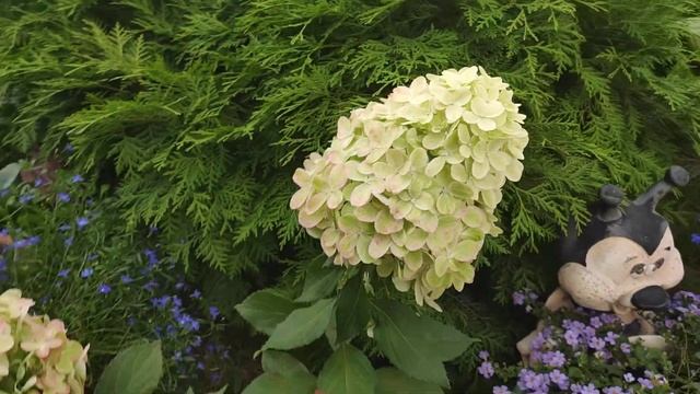 Гортензия метельчатая “GRAFFITI” НОВИНКА 2019 4 августа смотреть онлайн