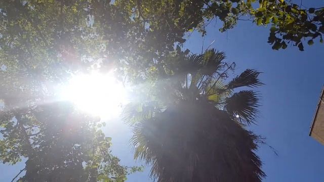 Пальма вашингтония нитеносная как она выглядит в субтропиках в отличии от комнатной в снг смотреть онлайн