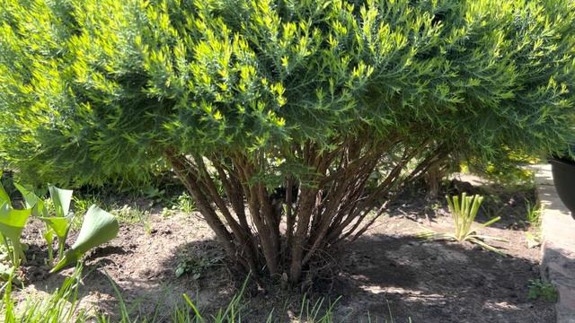 ТУЯ “TEDDY” РАЗВАЛИВАЕТСЯ! ОСОБЕННОСТИ СТРИЖКИ?ПРОЩАЕМСЯ С ТЮЛЬПАНАМИ ДО СЛЕДУЮЩЕЙ ВЕСНЫ✅ смотреть онлайн