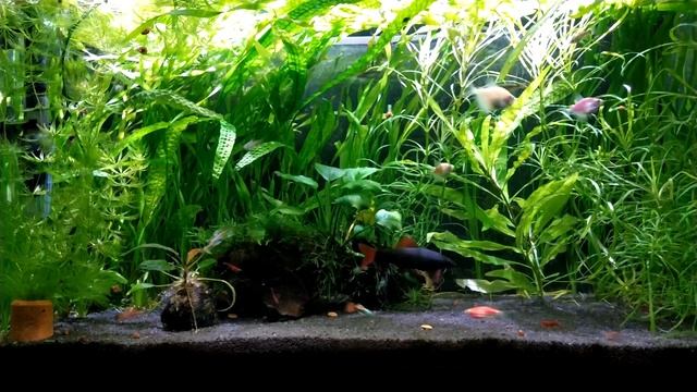 Растительный аквариум на 60 литров(Plant aquarium) смотреть онлайн