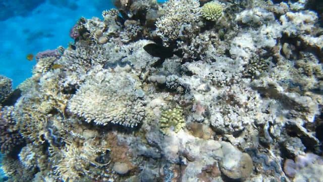 Красное море, Шарм-эль-Шейх, Египет | Подводная съёмка смотреть онлайн