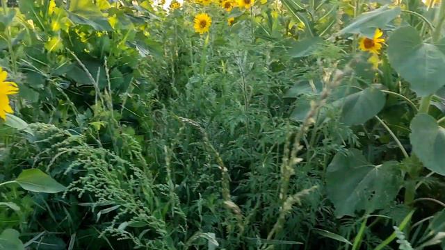 Подсолнухи-как их тут много-целое поле ) красота... смотреть онлайн