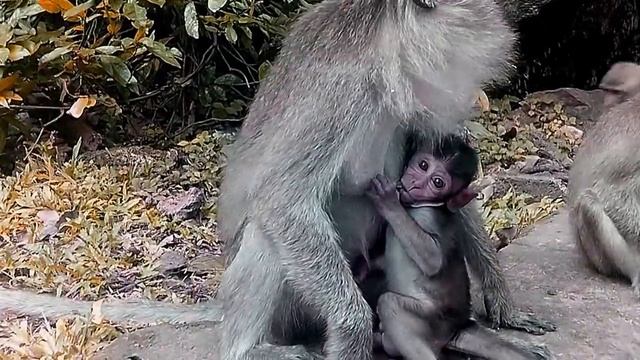 Обезьяна с детёнышем. A monkey with a baby. смотреть онлайн