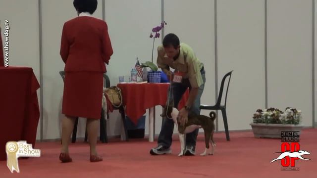 Show Dog Basenji - Nacional Basenji - Juiza Barbara Aldermann - KCSP 2011 смотреть онлайн