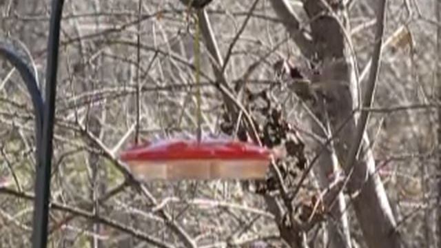 Anna's Hummingbird (Calypte anna) Slow Motion смотреть онлайн