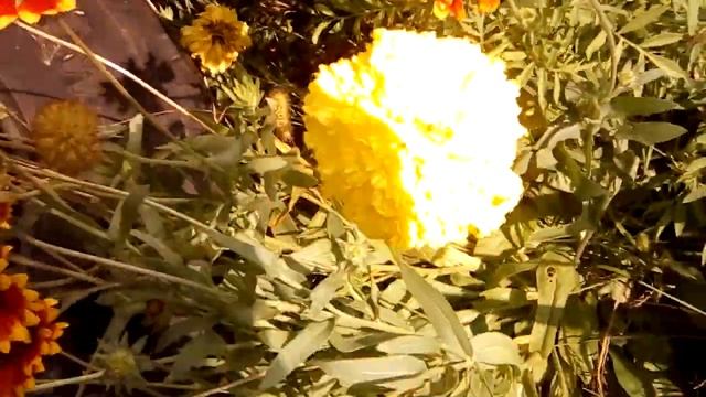 Дачи. Дачная полоса. цветы смотреть онлайн