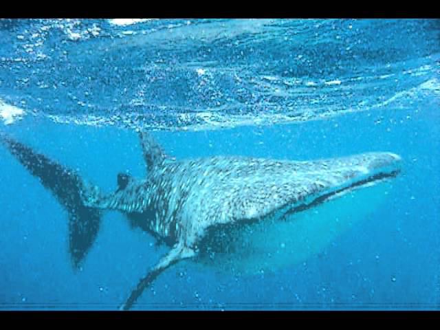 Whale shark смотреть онлайн