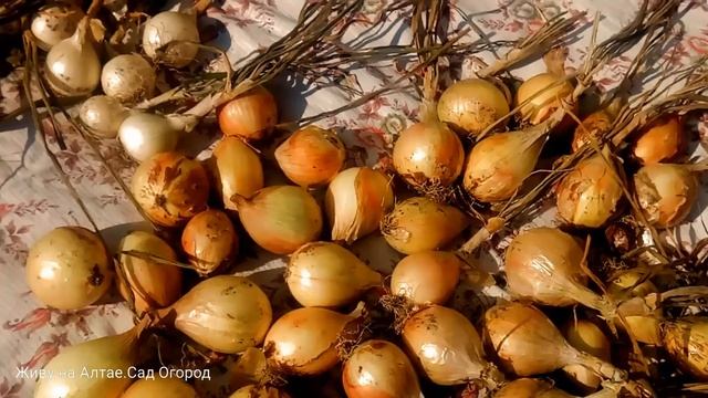 Подготовка репчатого лука к длительному хранению. Как сохранить лук зимой в домашних условиях. смотреть онлайн