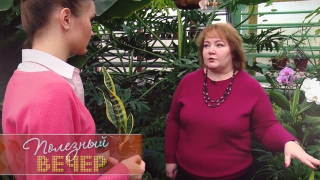 Полезные комнатные растения смотреть онлайн
