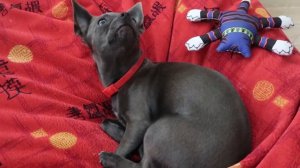 СМЕШНЫЕ СОБАКИ | Забавные чихуахуа