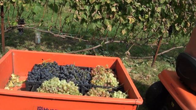 виноград краснодарский край .Муж отдыхает смотреть онлайн