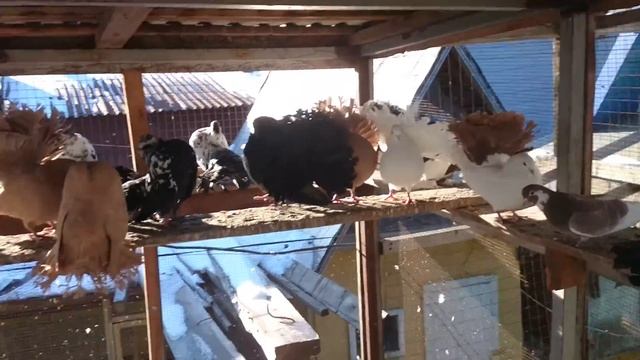 Голуби Павлины Продажа Обмен. смотреть онлайн