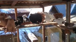 Голуби Павлины Продажа Обмен.